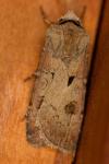 Agrotis exclamationis exclamationis