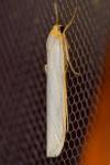 Eilema caniola