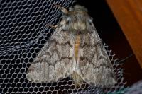 Thaumetopoea pityocampa