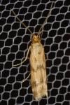 Homoeosoma sinuella