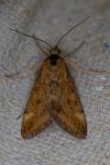 Pyrausta despicata