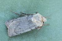 Euxoa decora simulatrix