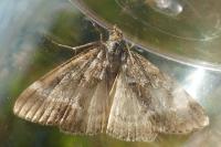 Evergestis sophialis