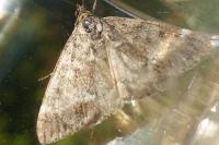 Evergestis sophialis