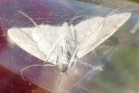 Evergestis sophialis