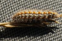 Manulea palliatella