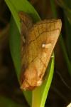 Mythimna conigera
