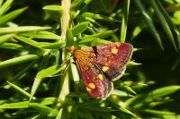Pyrausta aurata
