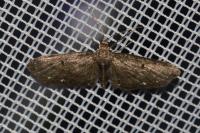 Eupithecia tripunctaria