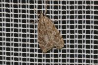 Scoparia ambigualis/basistrigalis