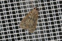Eudonia mercurella