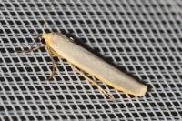 Eilema caniola