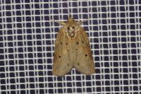 Nycteola revayana