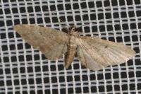 Eupithecia