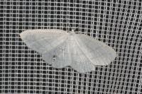 Cabera pusaria