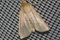 Mythimna impura