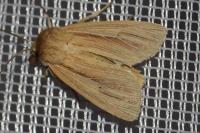 Mythimna impura