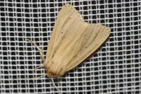 Mythimna impura