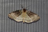 Tetheella fluctuosa