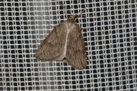 Pachycnemia hippocastanaria hippocastanaria
