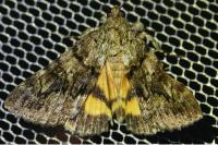 Catocala nymphagoga