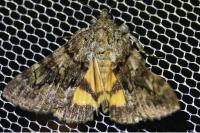 Catocala nymphagoga