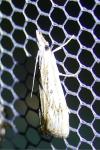 Catoptria falsella