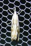 Catoptria falsella