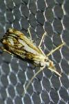 Catoptria falsella