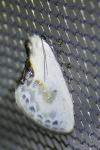 Cilix glaucata/hispanica