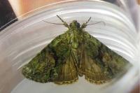 Cryphia algae/pallida/ochsi