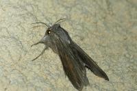 Cucullia umbratica