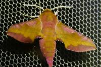 Deilephila porcellus