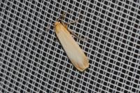 Katha depressa