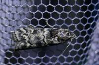 Dioryctria abietella