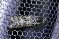 Dioryctria abietella
