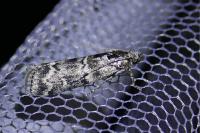 Dioryctria abietella