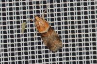 Acrobasis repandana