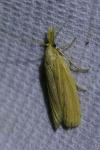 Ematheudes punctella
