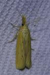 Ematheudes punctella