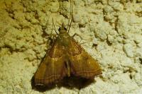 Endotricha flammealis