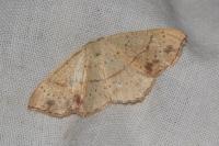 Cyclophora punctaria