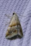 Eublemma parva