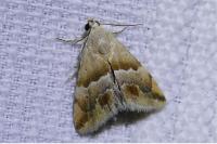Eublemma parva
