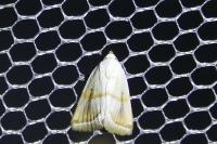 Eublemma pura