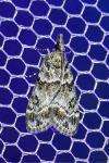 Eudonia mercurella