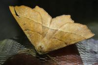 Gerinia honoraria