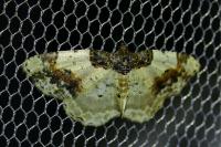 Ligdia adustata