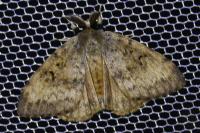 Lymantria dispar