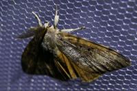 Lymantria dispar